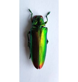 . 5 stuks Ongeprepareerde Chrysochroa Fulminans Fulminans (prachtkever) GROEN