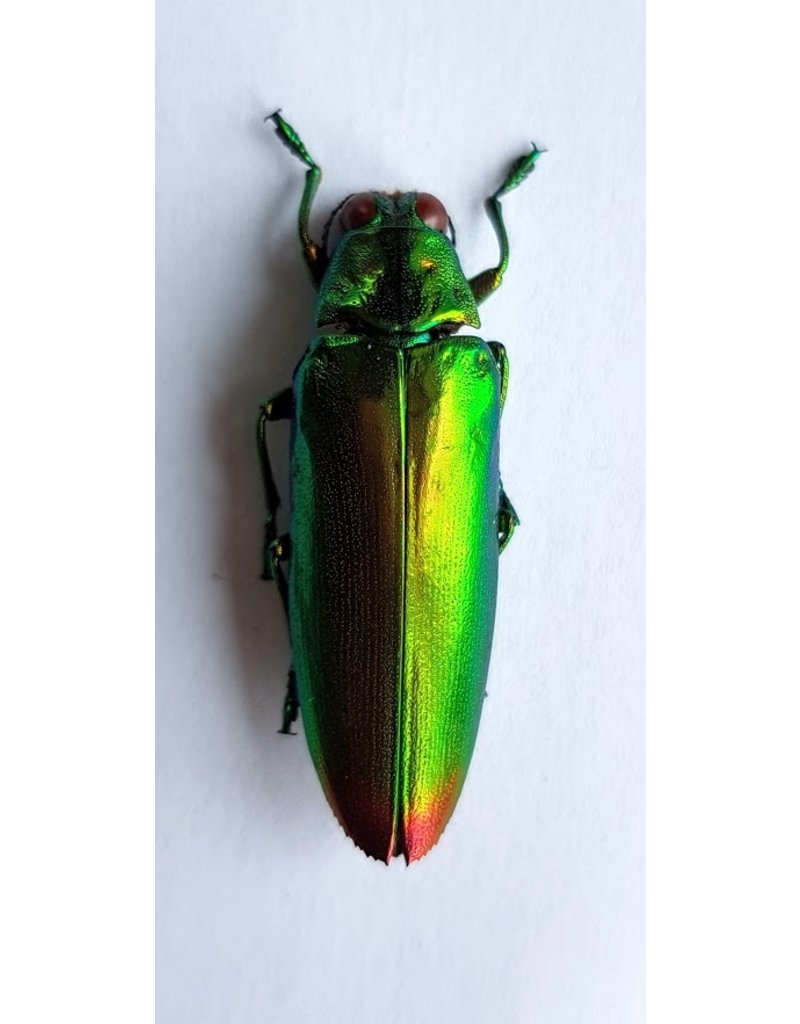 . (Un)mounted Chrysochroa Fulminans Fulminans (Jewel beetle) 5 pieces