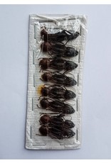 . Umounted Camponotus Gigas (ant) 8 pieces