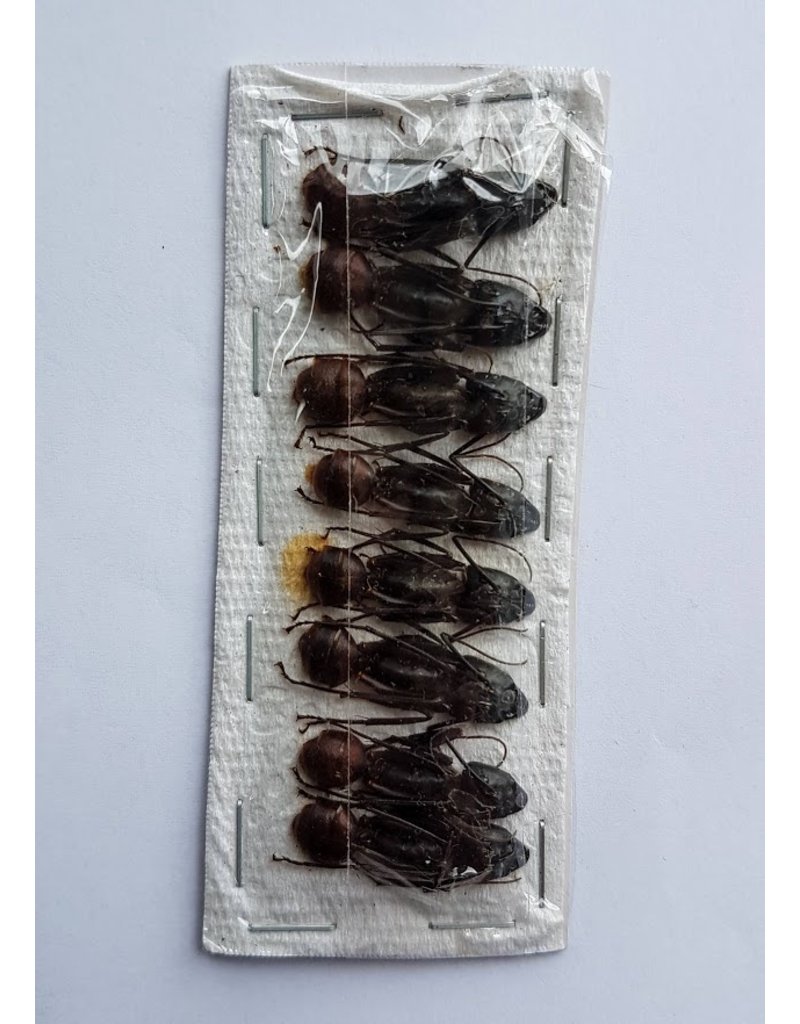 . Umounted Camponotus Gigas (ant) 8 pieces