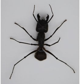 . Ongeprepareerde Camponotus Gigas (mier) 8 stuks