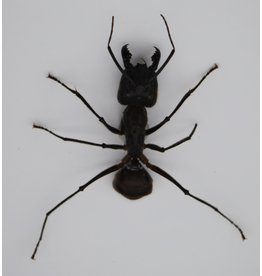 . Umounted Camponotus Gigas (ant) 8 pieces