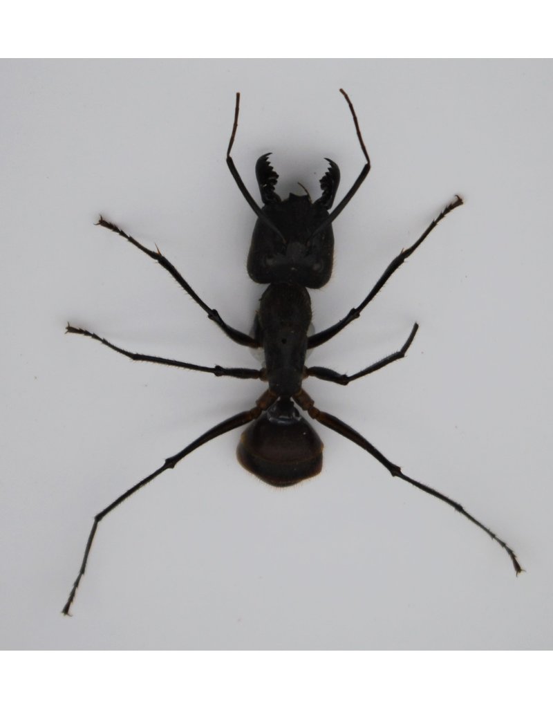 . Ongeprepareerde Camponotus Gigas (mier) 8 stuks