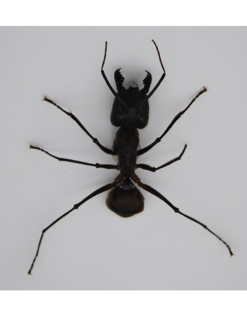 . Umounted Camponotus Gigas (ant) 8 pieces