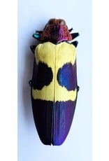 . Unmounted Chrysochroa Buqueti Rugicollis