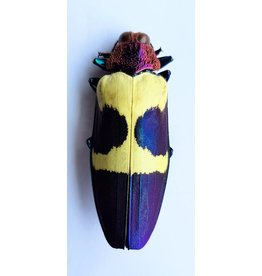 . Unmounted Chrysochroa Buqueti Rugicollis (jewel beetle)