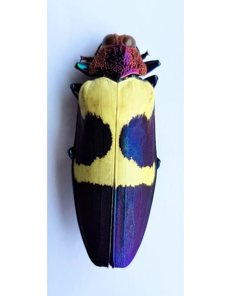 . Unmounted Chrysochroa Buqueti Rugicollis