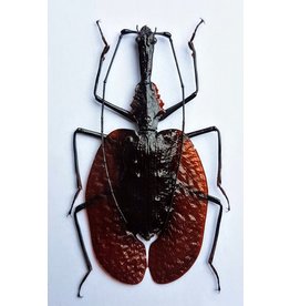 . (Un)mounted Mormolyce Phyllodes (Violin beetle)