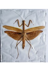 . (Un)mounted Mantidae sp. brown