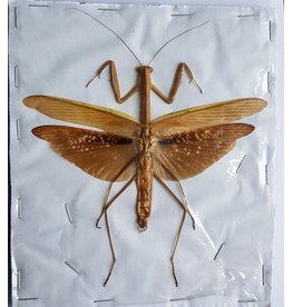 . (On)geprepareerde Mantidae sp. bruin