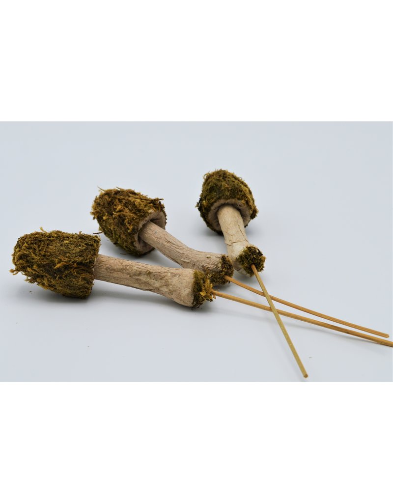 .  Moss mushroom on a stick