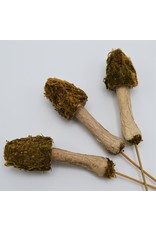 .  Moss mushroom on a stick