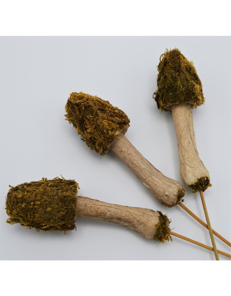 .  Moss mushroom on a stick