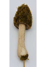 .  Moss mushroom on a stick