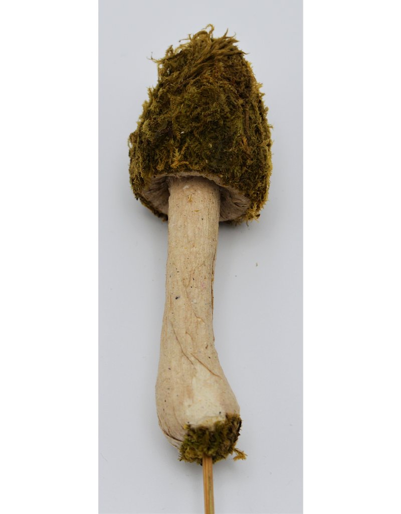 .  Moss mushroom on a stick