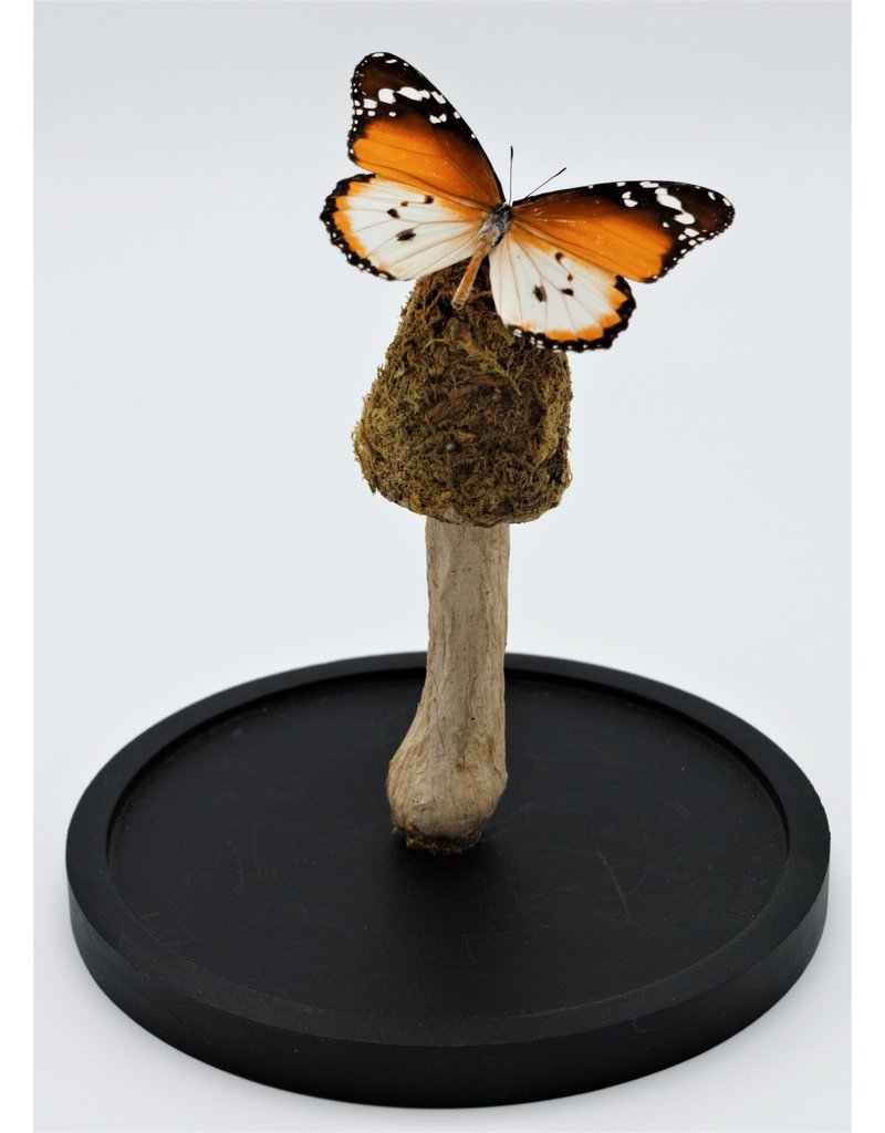 . Moss mushroom trio on a stick