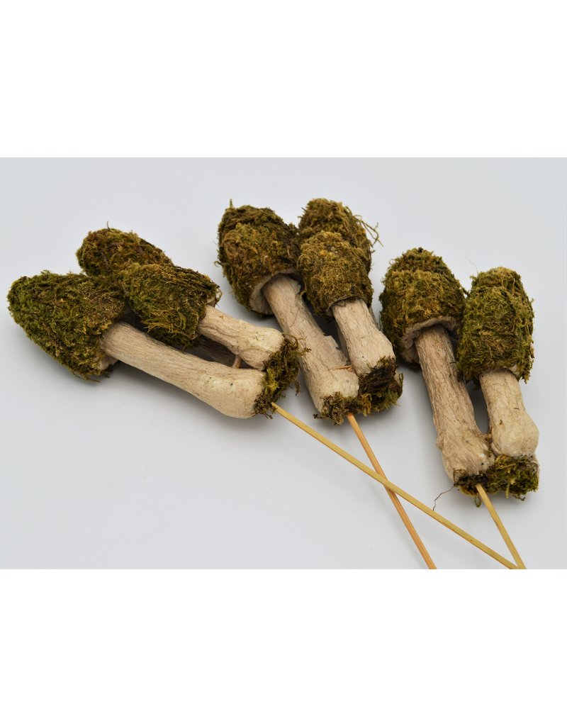 . Moss mushroom trio on a stick