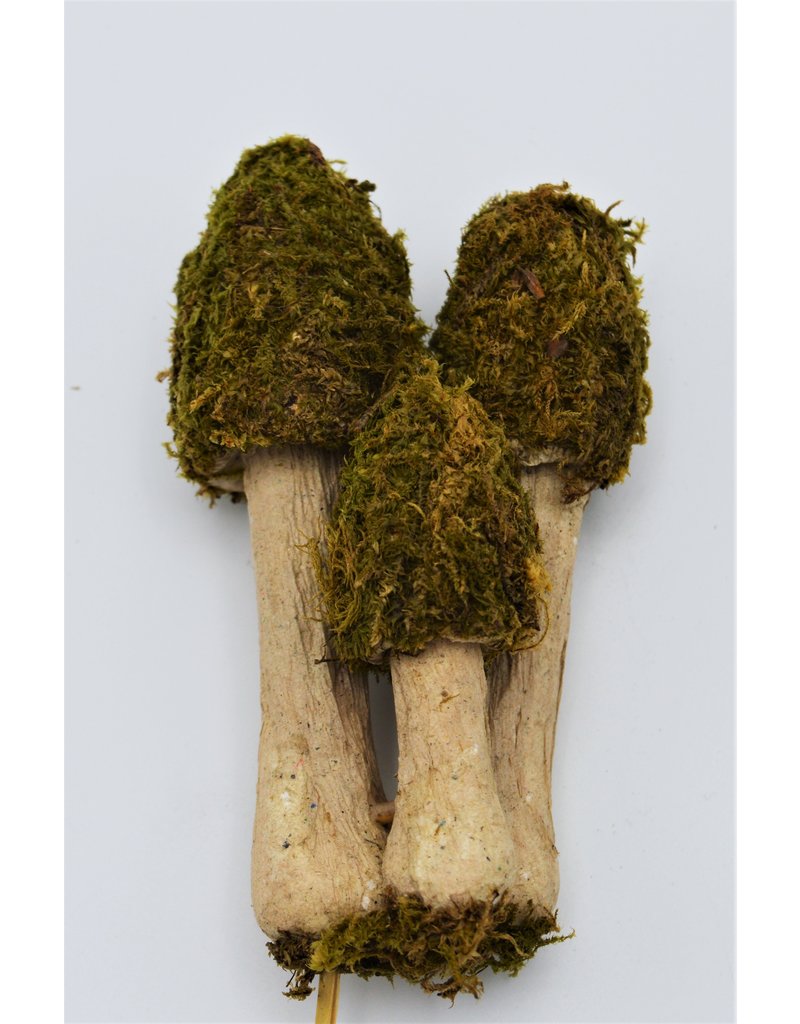 . Moss mushroom trio on a stick