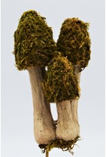 . Moss mushroom trio on a stick