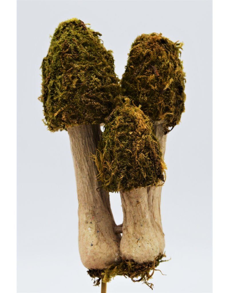 . Moss mushroom trio on a stick