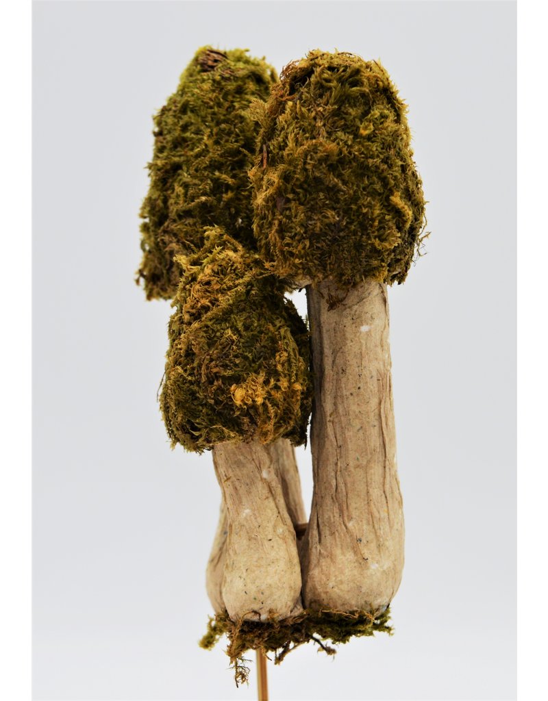 . Moss mushroom trio on a stick