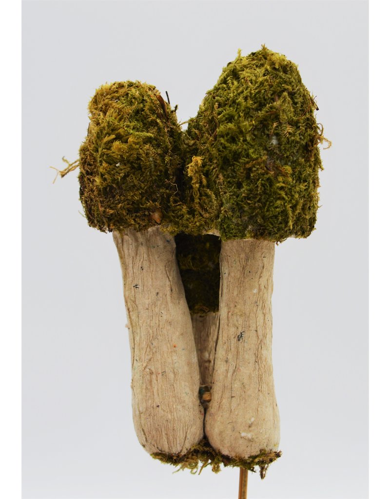 . Moss mushroom trio on a stick