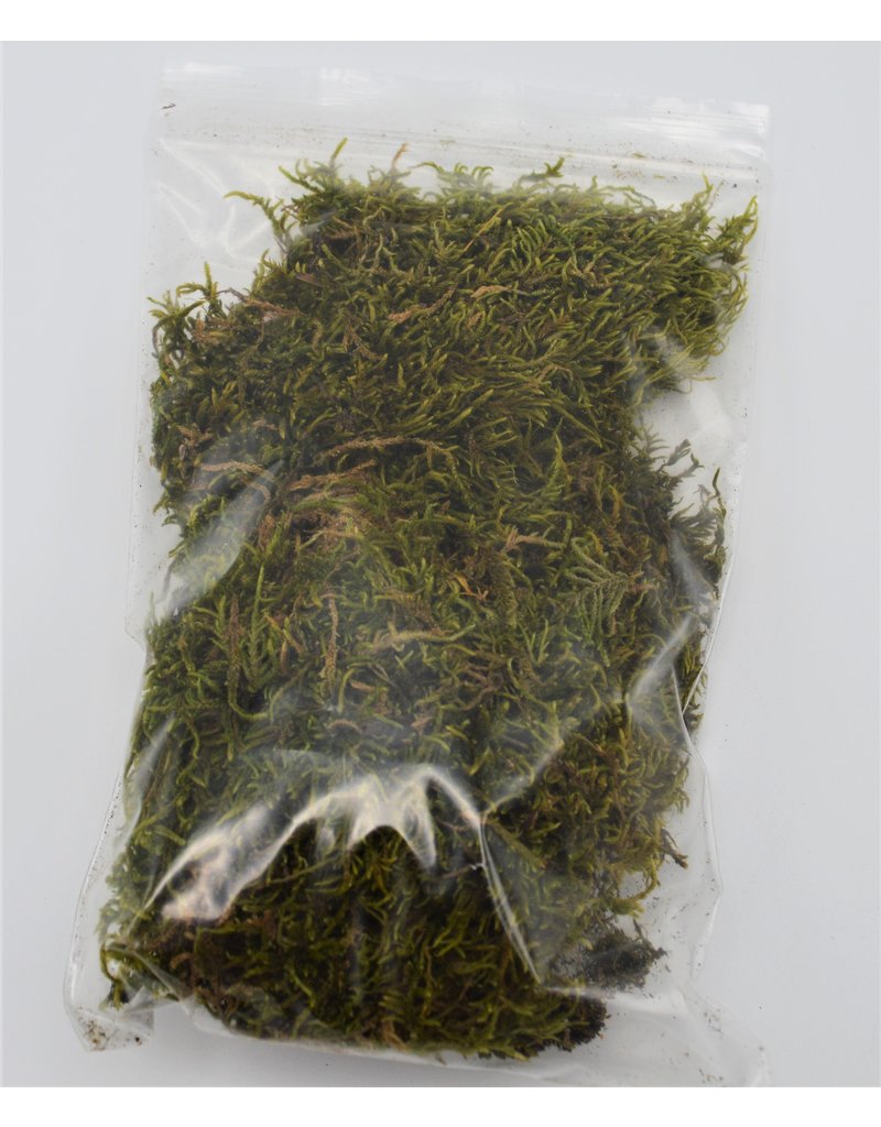 . Dried moss10 gram