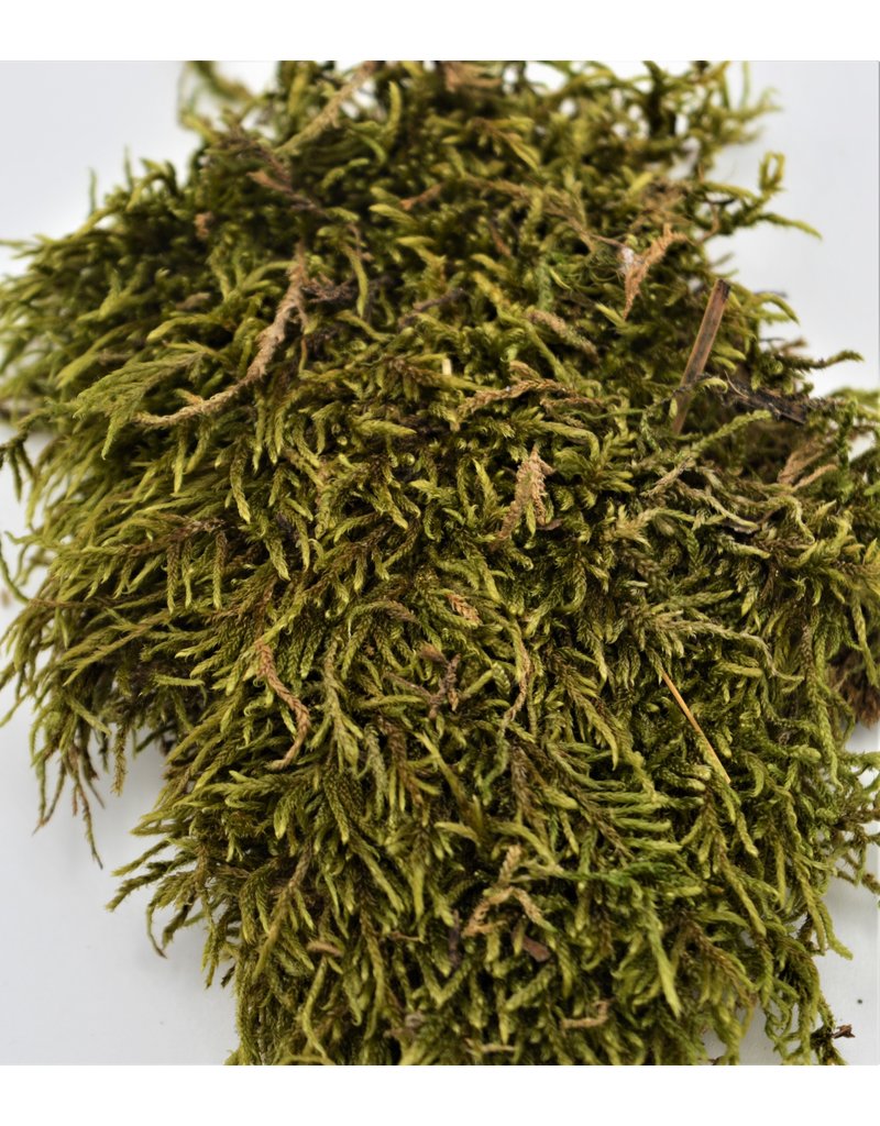 . Dried moss10 gram