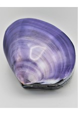 . Shellbox purple