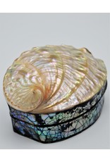 . Shellbox Abalone