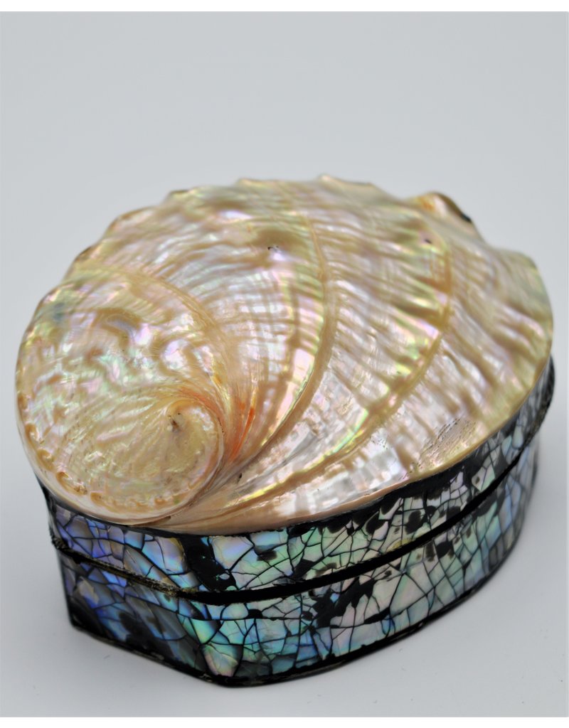 . Shellbox Abalone