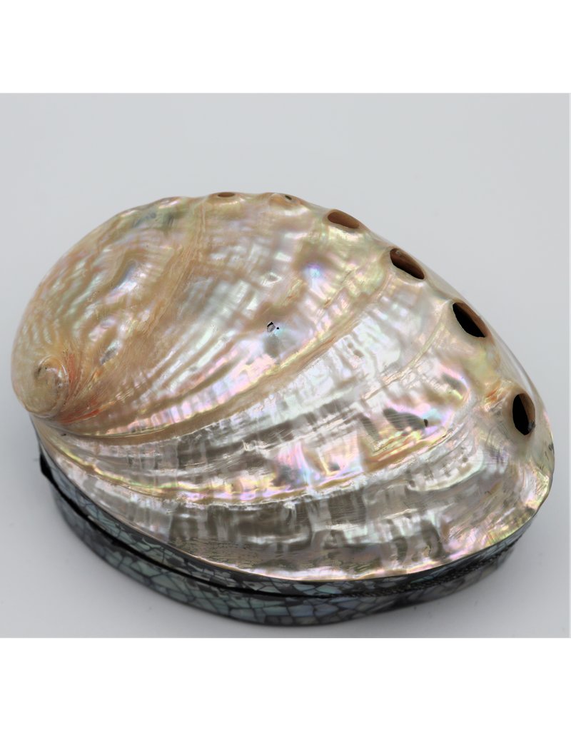 . Shellbox Abalone