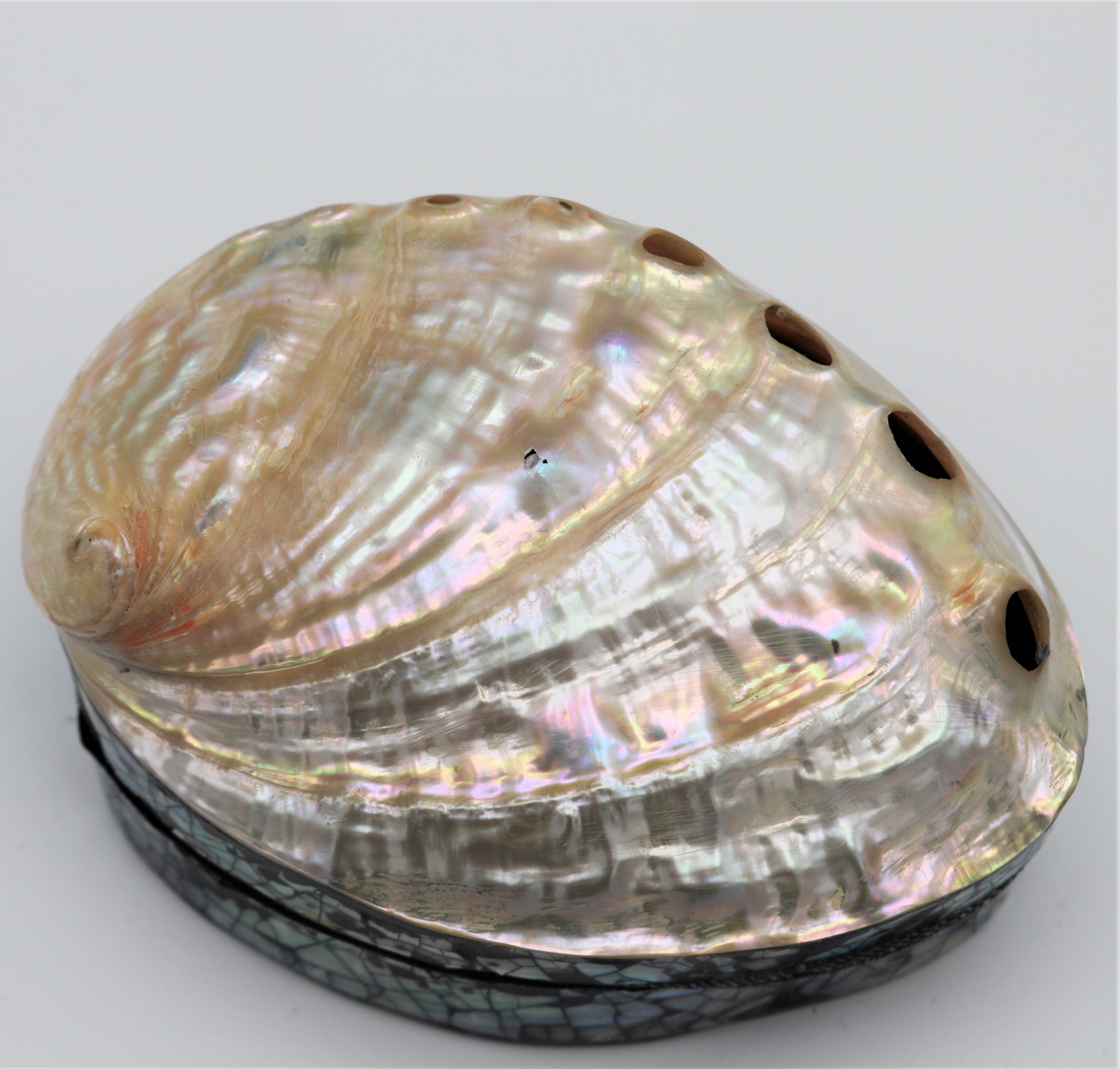 Shellbox Abalone - Nature Deco