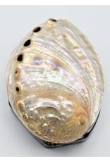 . Shellbox Abalone