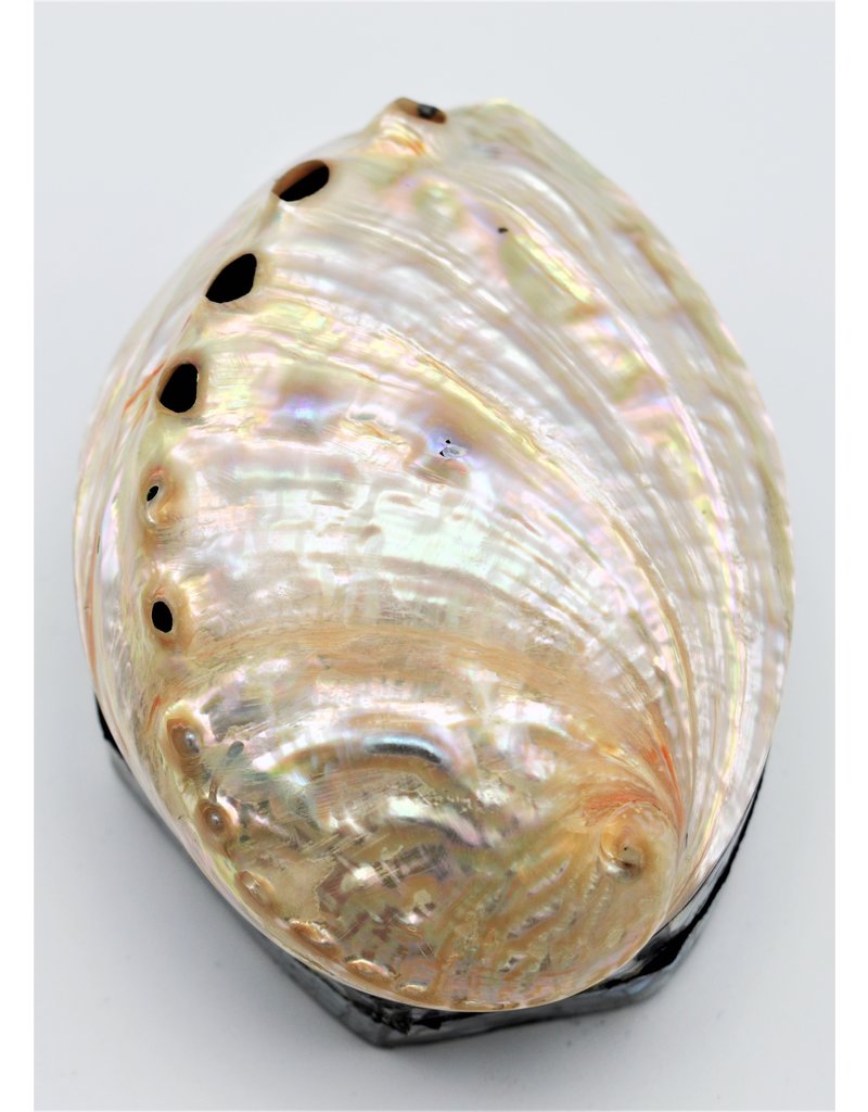 . Schelpendoosje Abalone