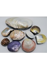 . Schelpendoosje Abalone