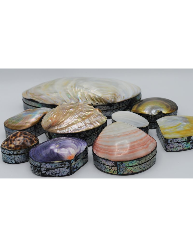 . Shellbox Abalone