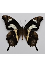 . Ongeprepareerde Papilio Hesperus