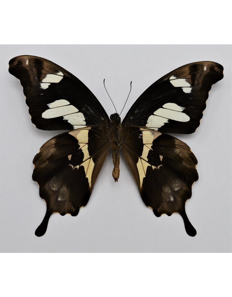 . Ongeprepareerde Papilio Hesperus