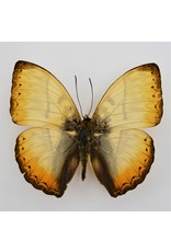 . Unmounted Cymothoe Reinholdi