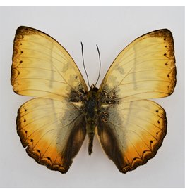 . Unmounted Cymothoe Reinholdi