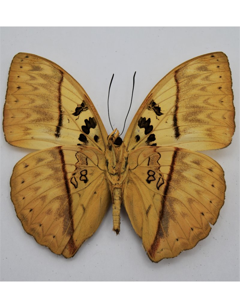 . Unmounted Cymothoe Reinholdi