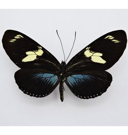 . Ongeprepareerde Heliconius Doris Obscurus