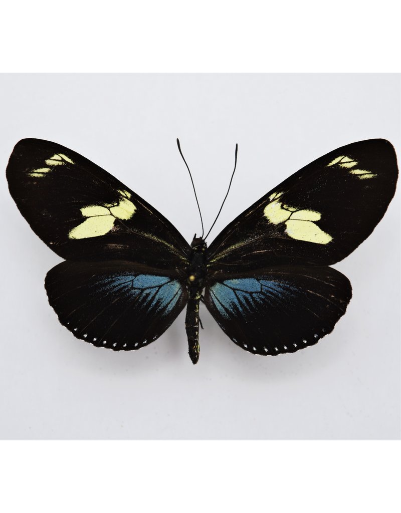 . Unmounted Heliconius Doris Obscurus(blue)