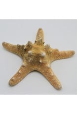 . Starfish luxury