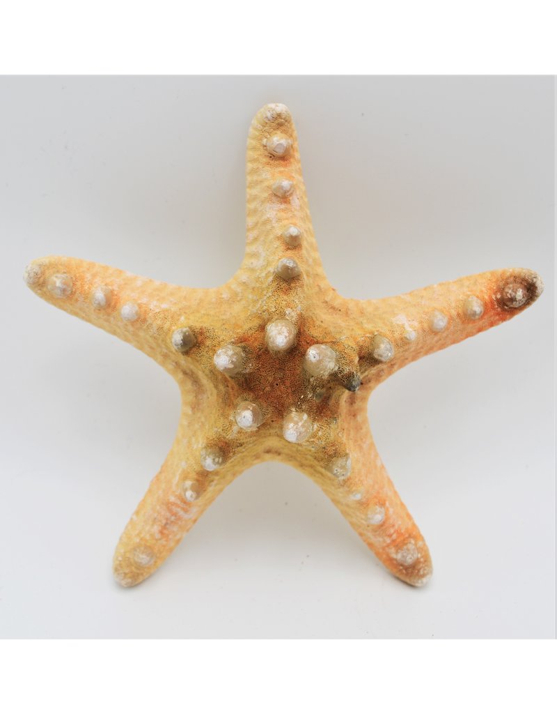 . Starfish luxury