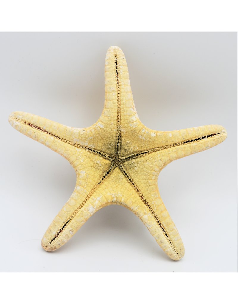 . Starfish luxury