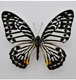 . Unmounted Graphium Delessertii