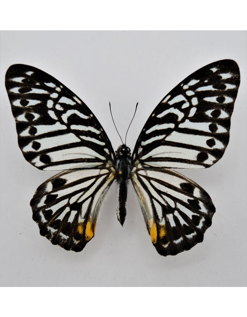 . Ongeprepareerde Graphium Delessertii