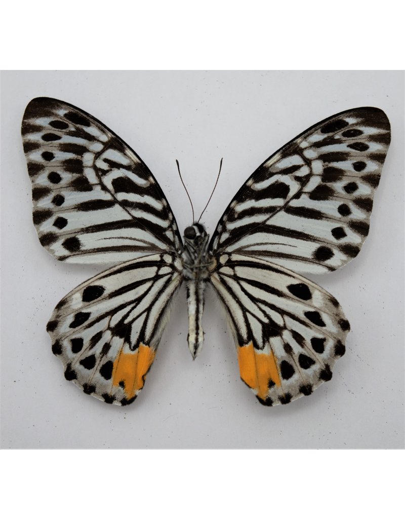 . Unmounted Graphium Delessertii